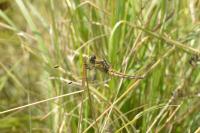 Orthetrum cancellatum