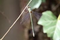 Chalcolestes viridis