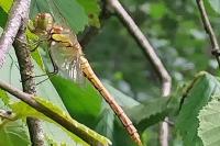 Sympetrum striolatum