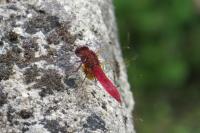 Crocothemis erythraea