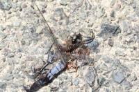 Orthetrum cancellatum