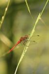 Sympetrum sanguineum