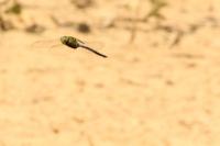 Anax imperator