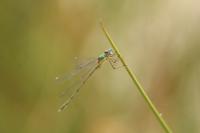 Chalcolestes viridis