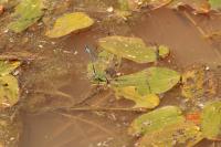 Coenagrion puella