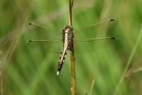 Orthetrum albistylum