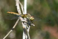 Sympetrum sanguineum