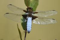 Libellula depressa