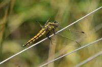 Orthetrum cancellatum
