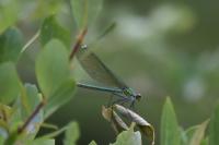 Calopteryx splendens