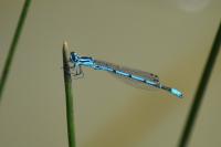 Coenagrion puella