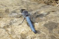 Orthetrum brunneum