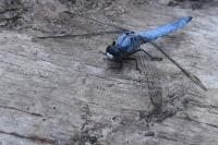 Orthetrum brunneum