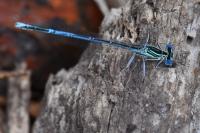 Platycnemis pennipes