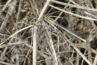 Platycnemis pennipes