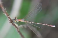 Lestes barbarus