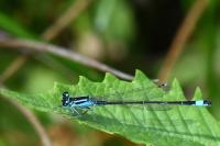 Ischnura elegans