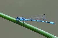 Enallagma cyathigerum