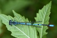 Coenagrion puella