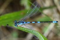 Coenagrion scitulum