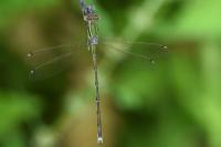 Lestes barbarus