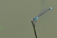 Ischnura elegans