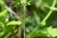 Lestes barbarus