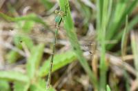 Lestes barbarus