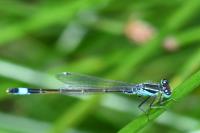 Ischnura elegans