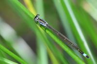 Ischnura elegans