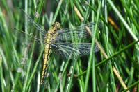 Orthetrum cancellatum