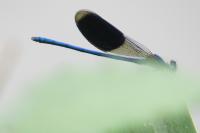 Calopteryx splendens