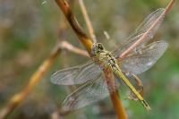 Sympetrum fonscolombii