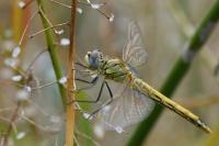 Sympetrum fonscolombii