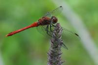Sympetrum sanguineum