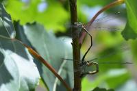 Chalcolestes viridis