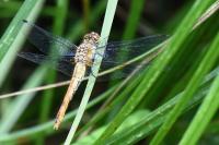 Sympetrum sanguineum