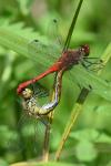 Sympetrum sanguineum