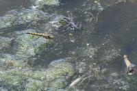 Orthetrum cancellatum