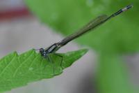 Ischnura elegans