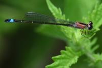 Ischnura elegans