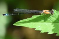 Ischnura elegans