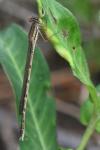 Sympecma fusca