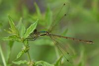 Lestes barbarus