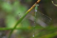 Lestes barbarus