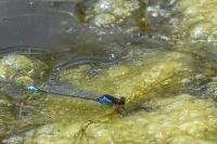 Erythromma viridulum
