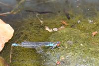 Erythromma viridulum