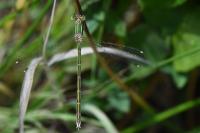 Lestes barbarus