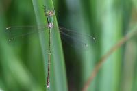 Lestes barbarus