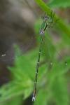 Lestes barbarus